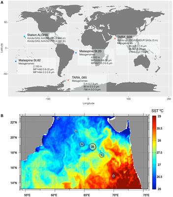 Exploring Microdiversity in Novel Kordia sp. (Bacteroidetes) with Proteorhodopsin from the Tropical Indian Ocean via Single Amplified Genomes